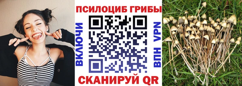 Псилоцибиновые грибы MAGIC MUSHROOMS  как найти закладки  Высоцк 